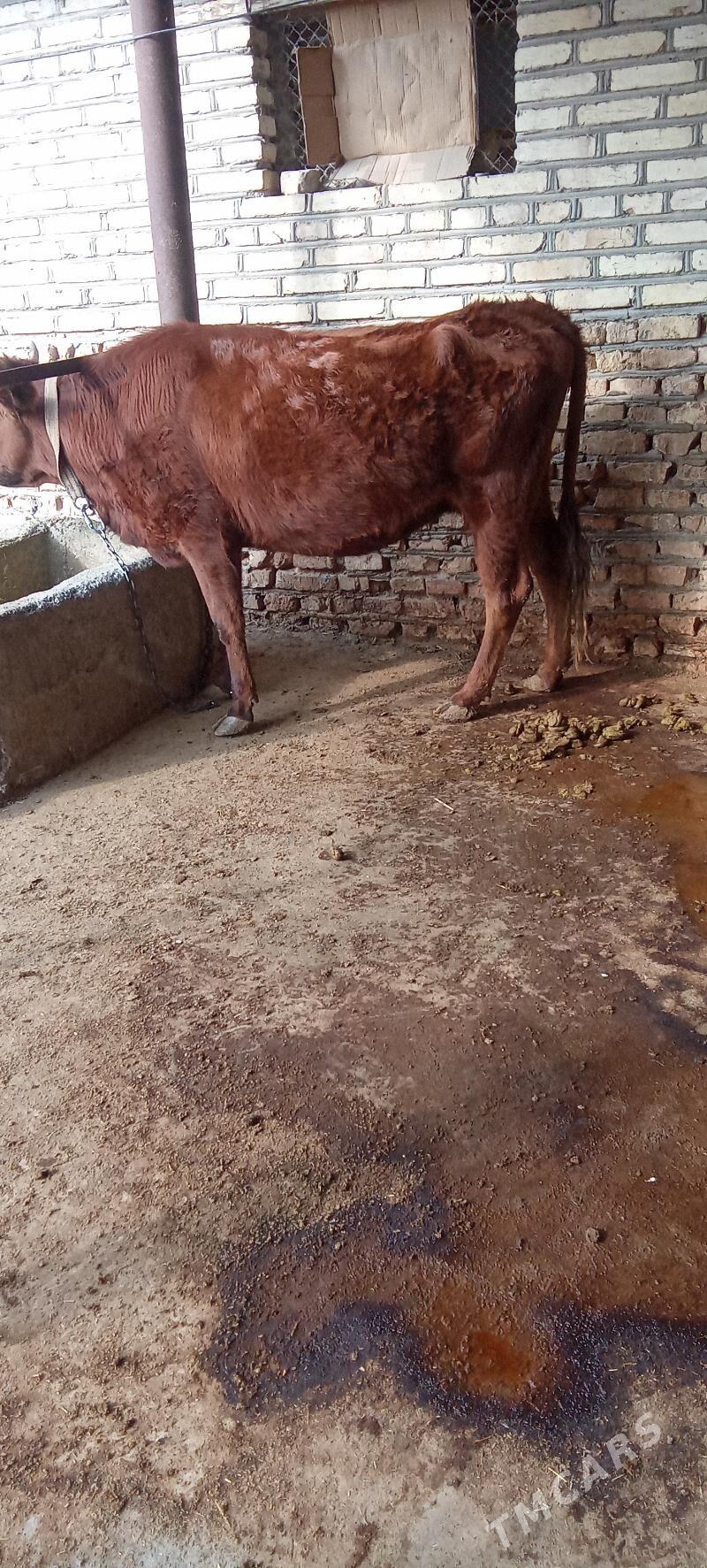 sygyr - Babadaýhan - img 3