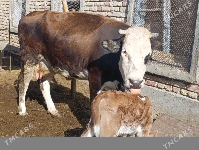 Göleli sygyr - Gökdepe - img 4