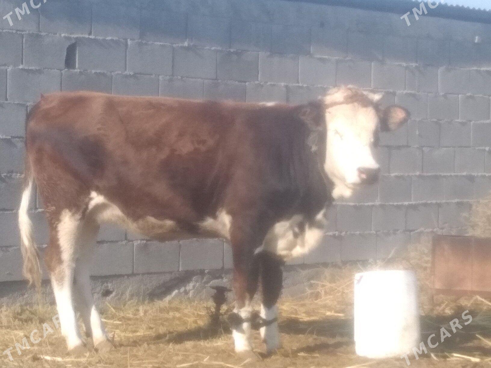 Göleli sygyr - Gökdepe - img 2