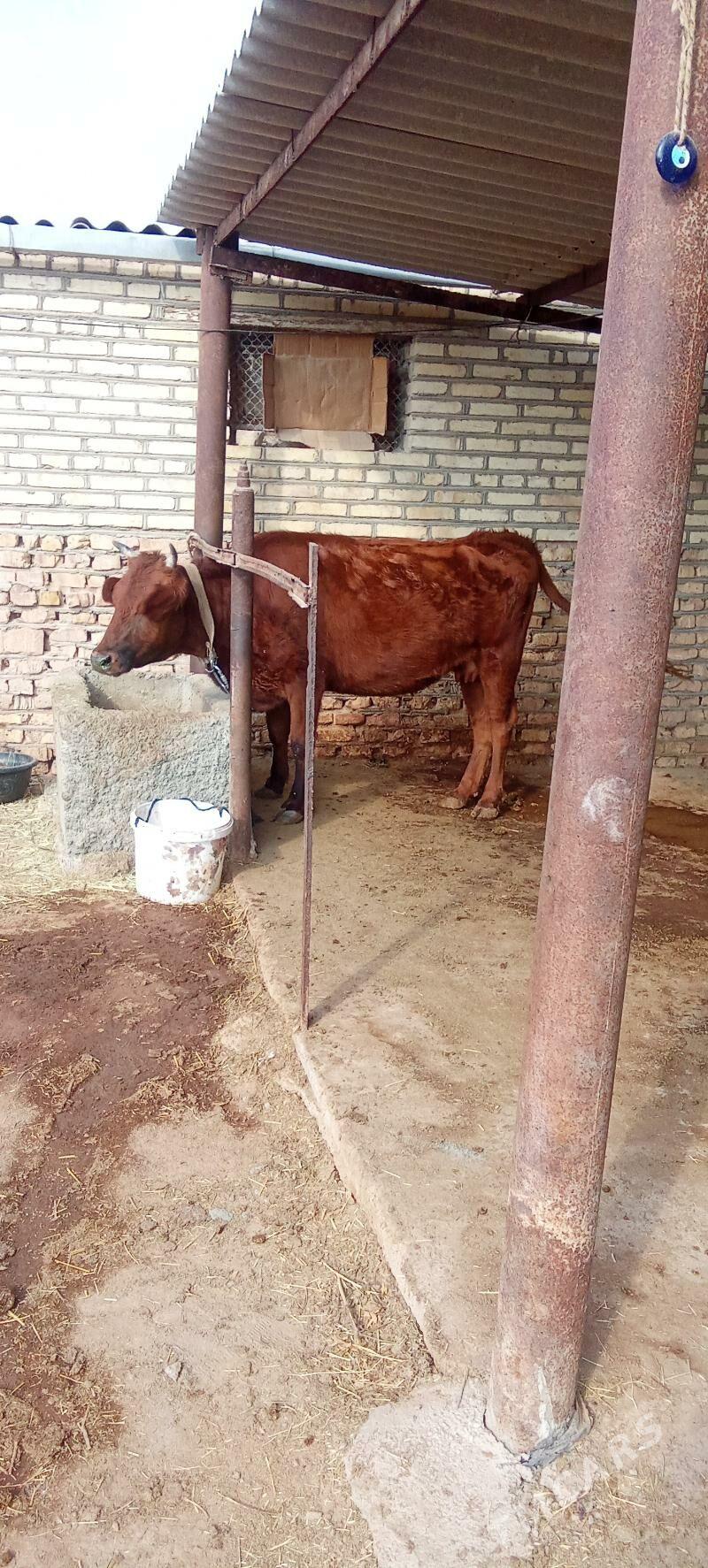 sygyr - Babadaýhan - img 1