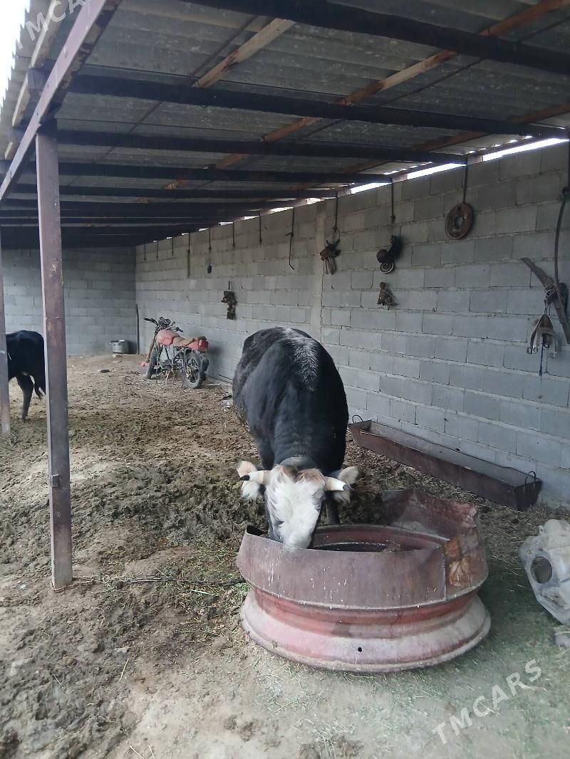 öy haywany - Бахарден - img 1