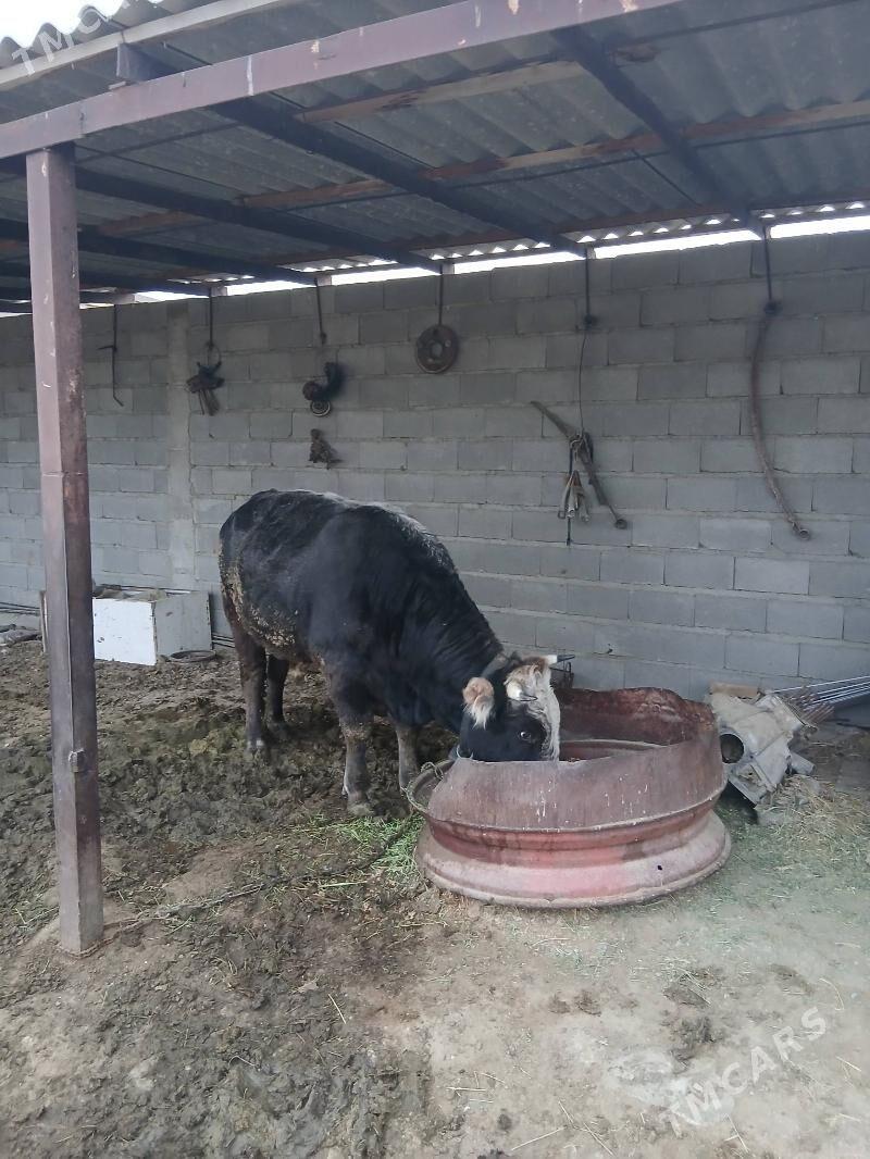 öy haywany - Бахарден - img 2