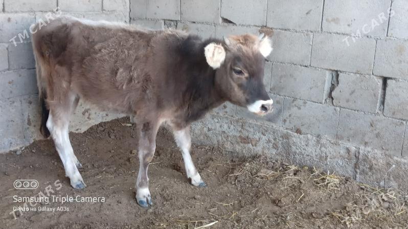 tuwe - Gökdepe - img 3