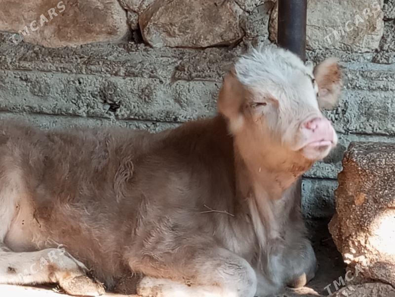 okuz - Balkanabat - img 1