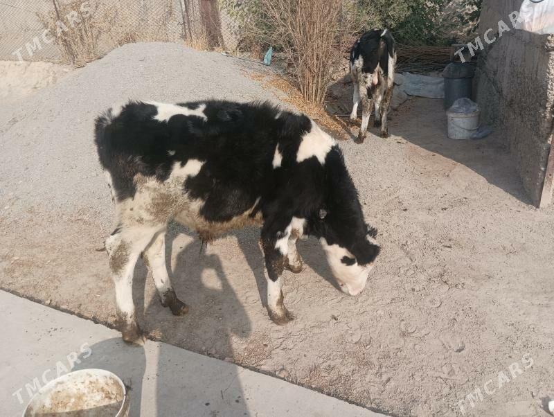 okuz iksany - Бузмеин - img 3