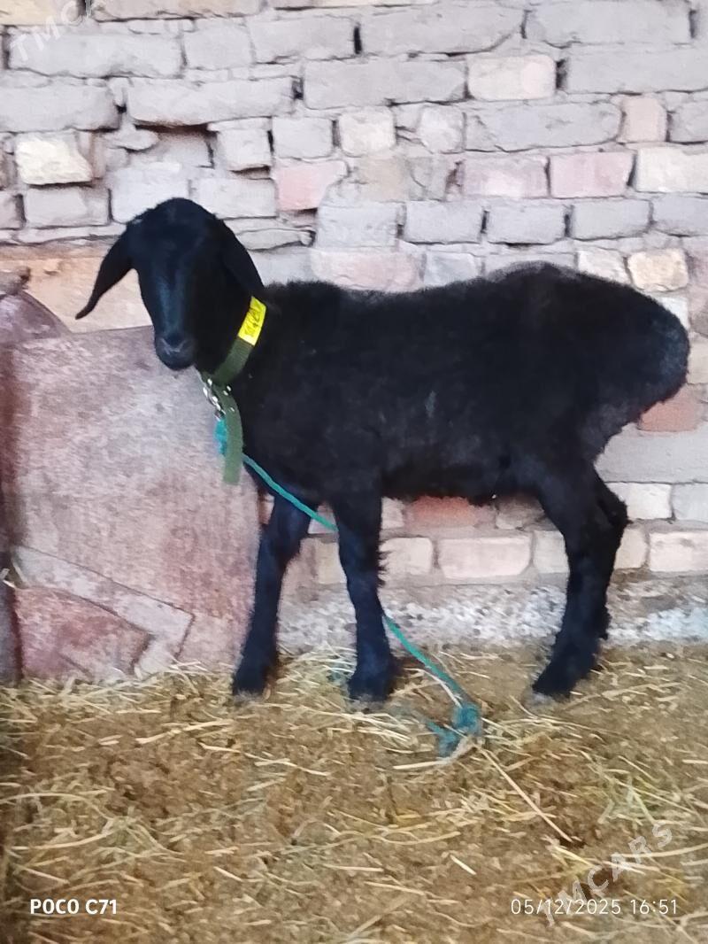 goyun - Чарджоу - img 2