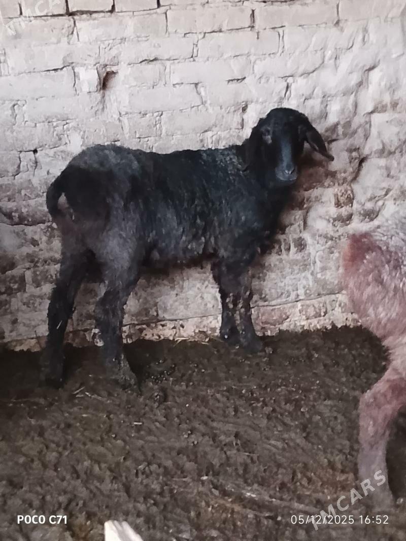 goyun - Чарджоу - img 3