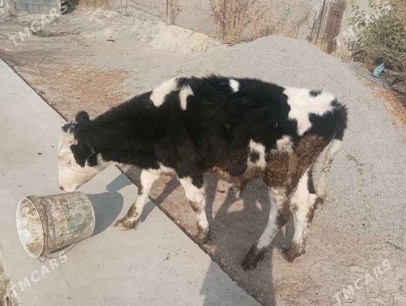 okuz iksany - Бузмеин - img 2