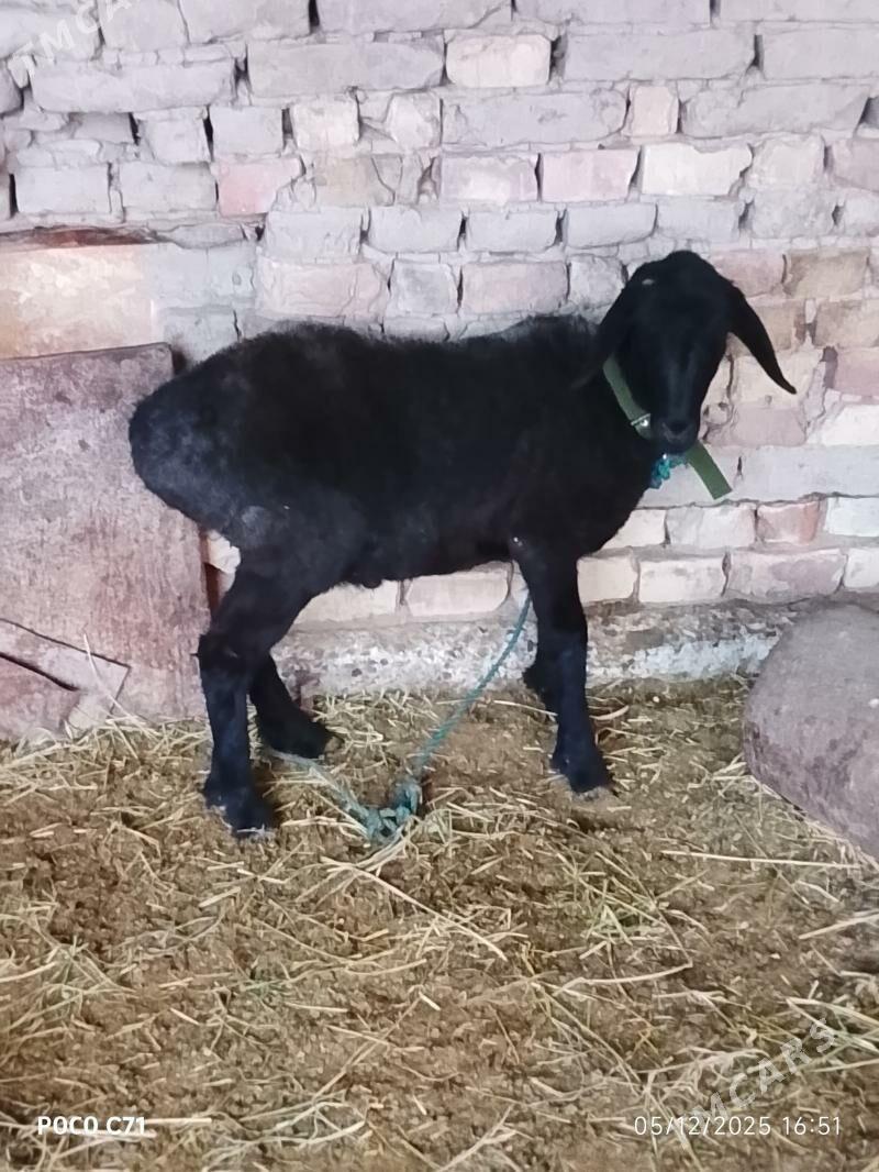 goyun - Чарджоу - img 1