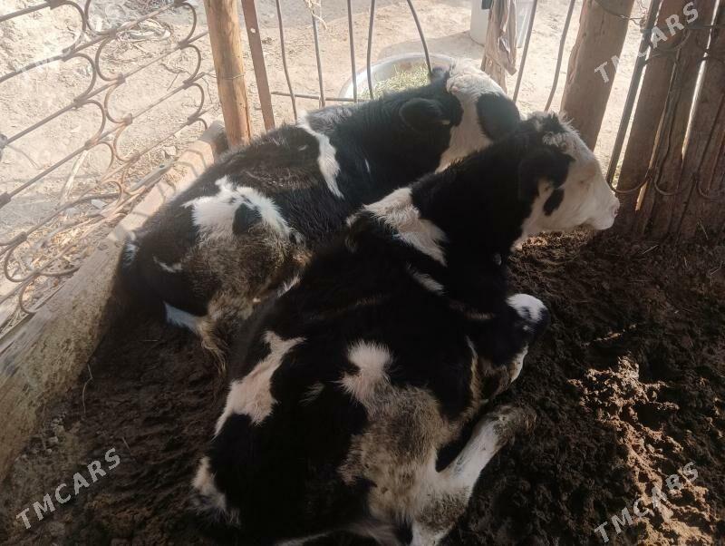 okuz iksany - Бузмеин - img 4