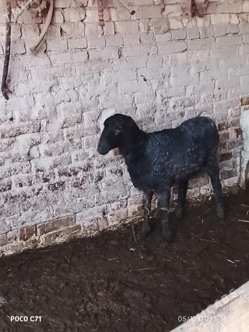 goyun - Чарджоу - img 4