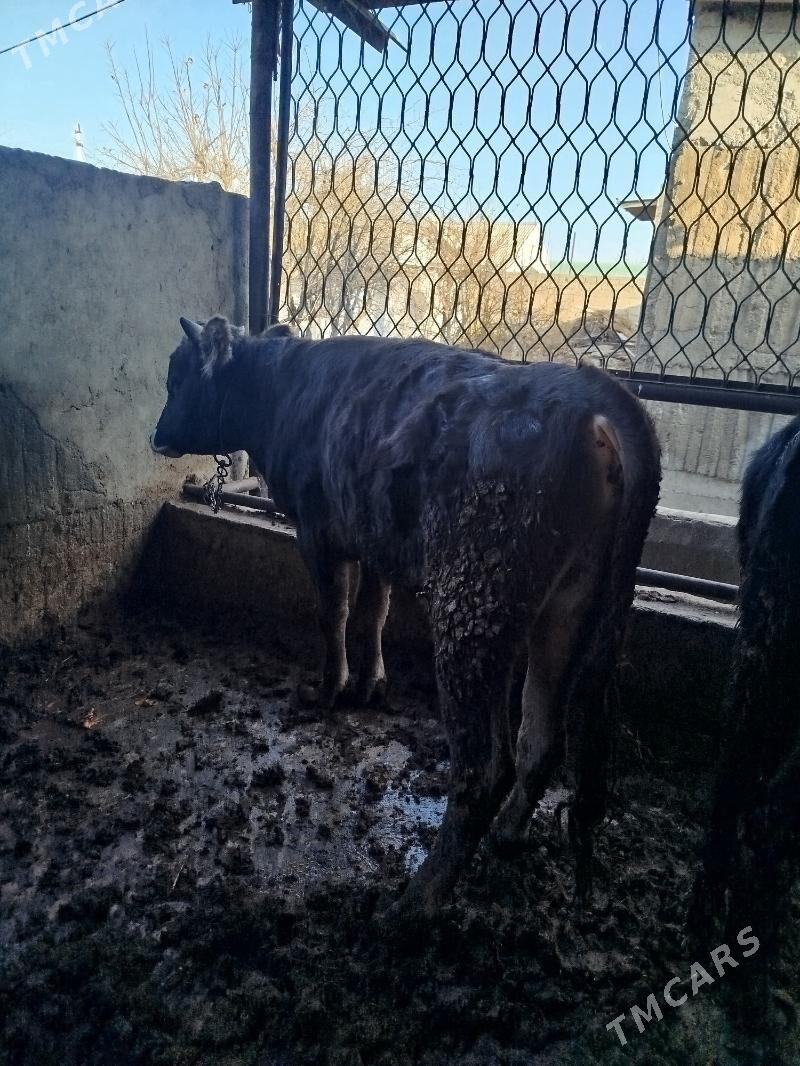 okuz siwes - Гёкдже - img 1