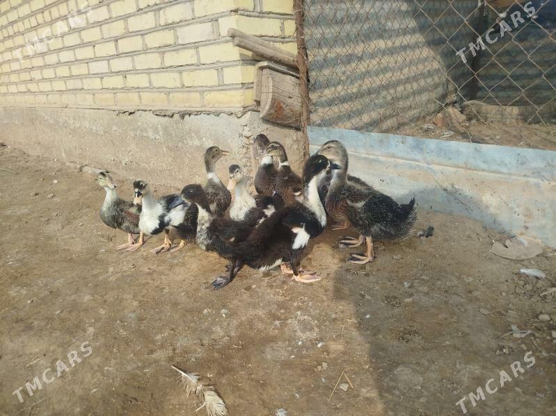 Gak Gak - Tejen - img 1