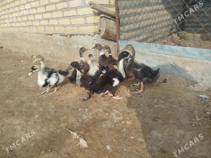 Gak Gak - Tejen - img 2