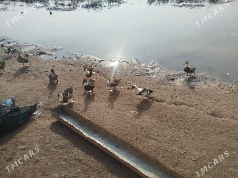 Gak Gak - Tejen - img 3