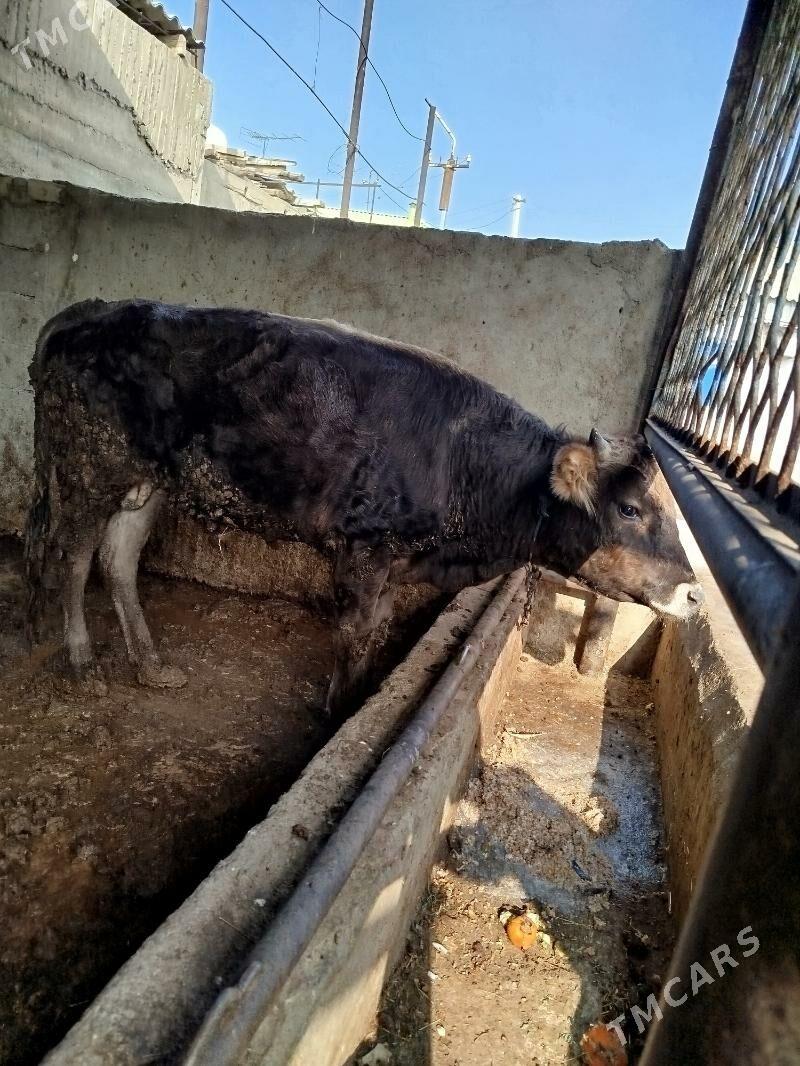 okuz siwes - Гёкдже - img 4