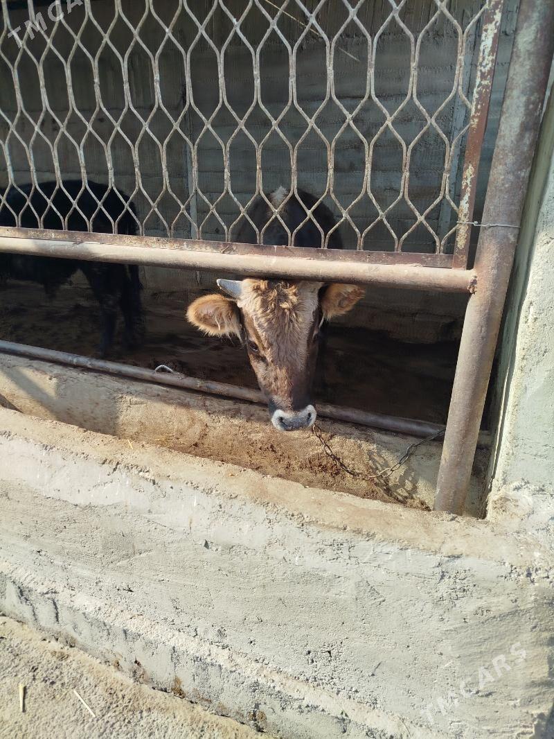 okuz siwes - Гёкдже - img 3