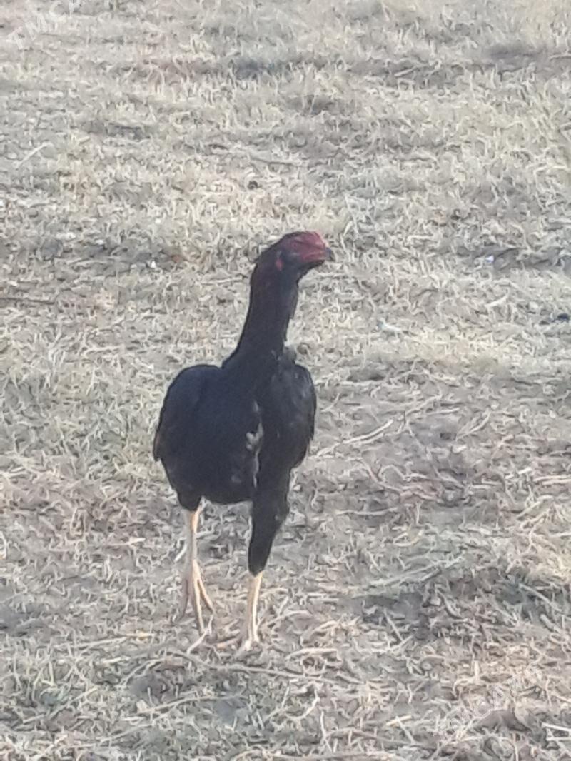 САКАЛ  ЖУЖЕ - Murgap - img 3