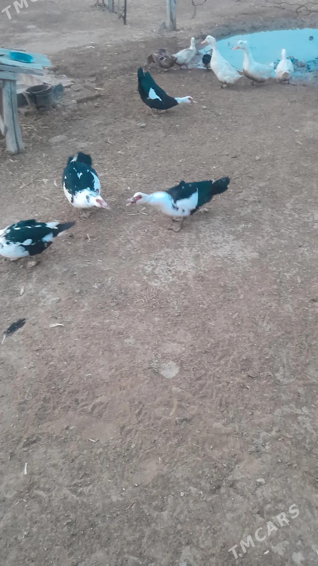 indautga maki - Baýramaly - img 1