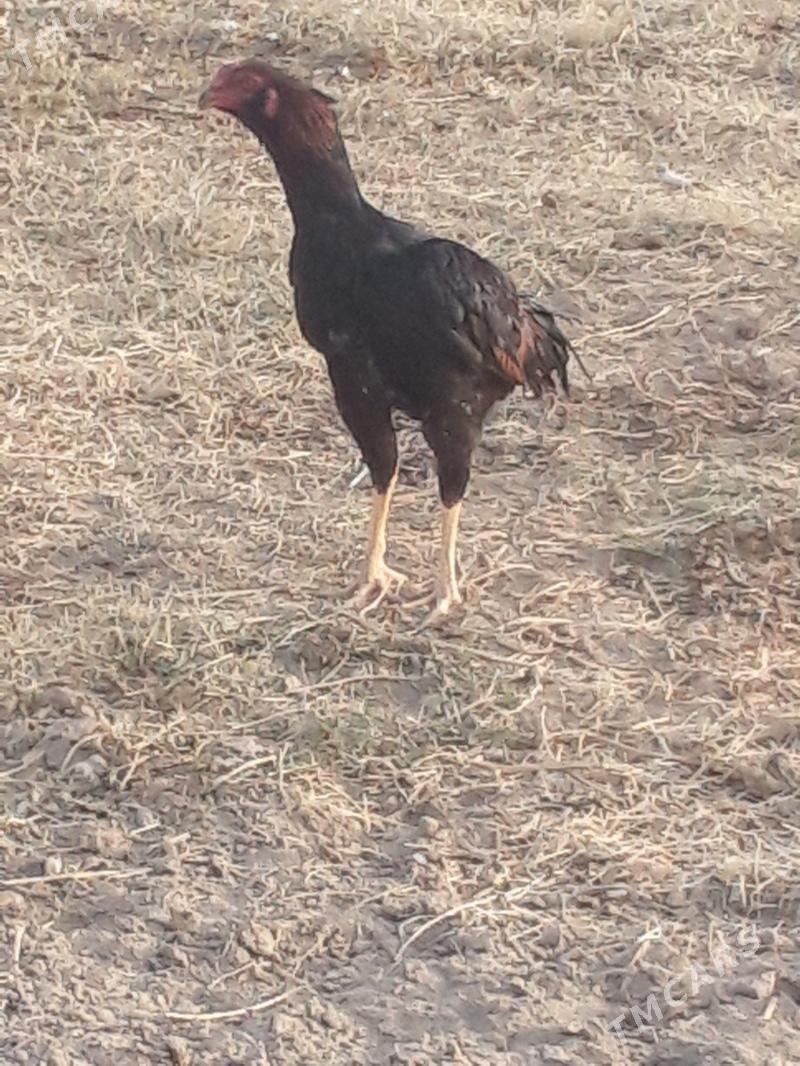 САКАЛ  ЖУЖЕ - Murgap - img 2