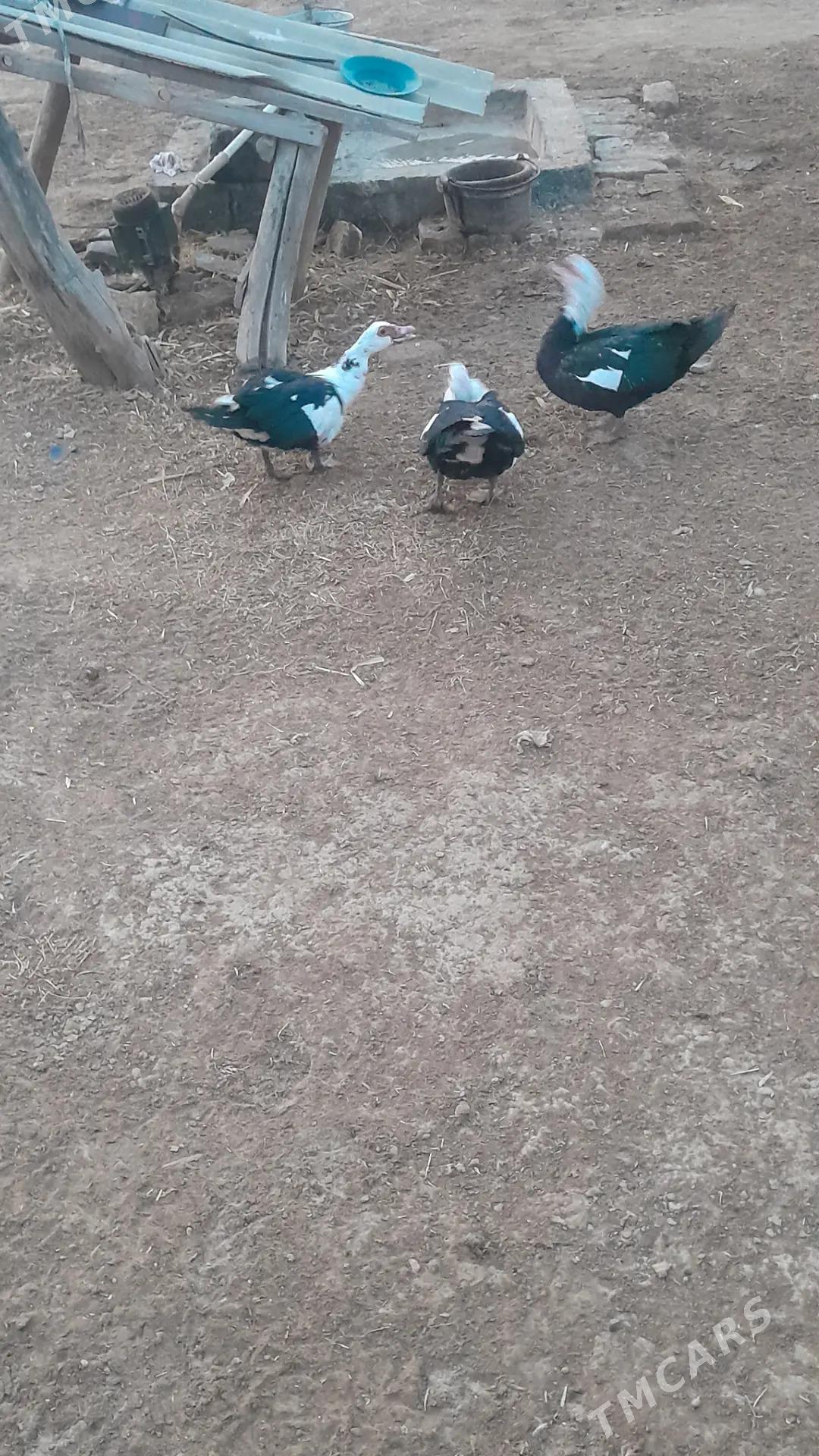 indautga maki - Baýramaly - img 3