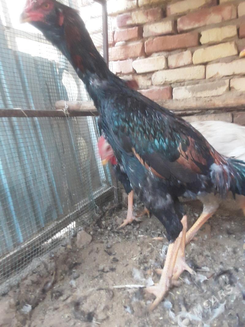 САКАЛ  ЖУЖЕ - Murgap - img 4