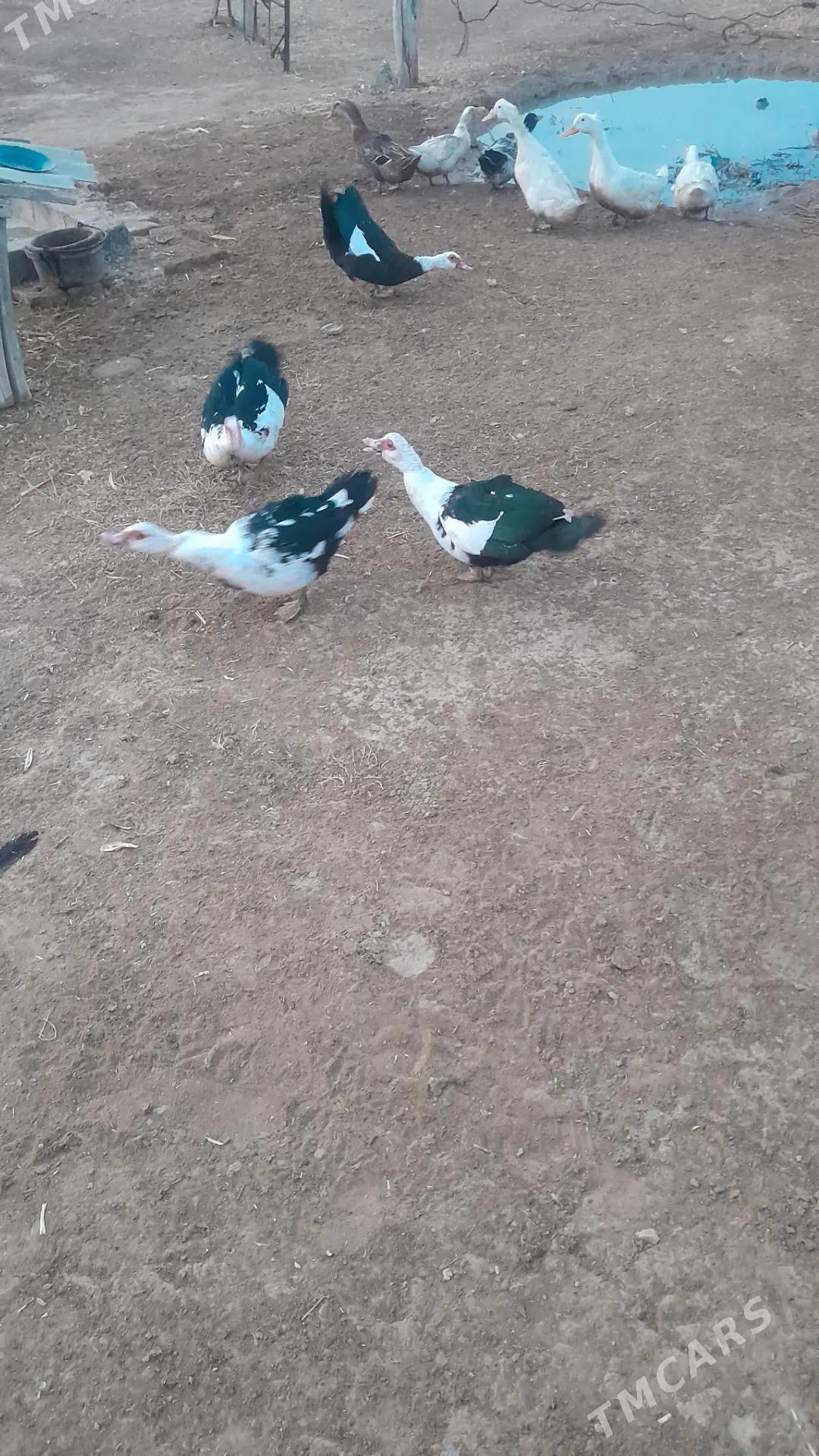 indautga maki - Baýramaly - img 2