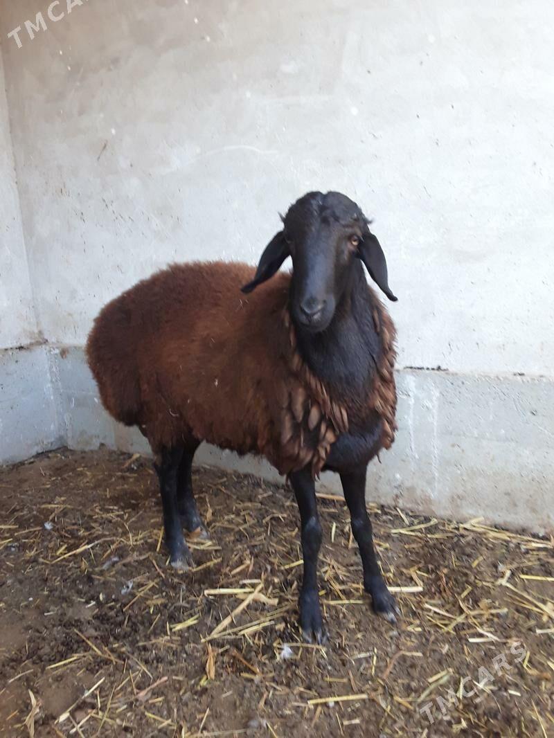 гисар кочкар - Фарап - img 1