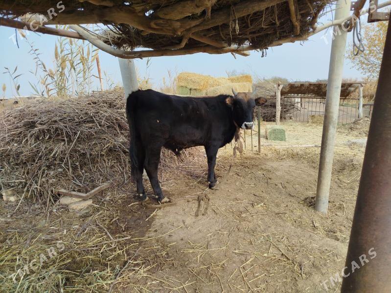 Öküz - Бабадайхан - img 4