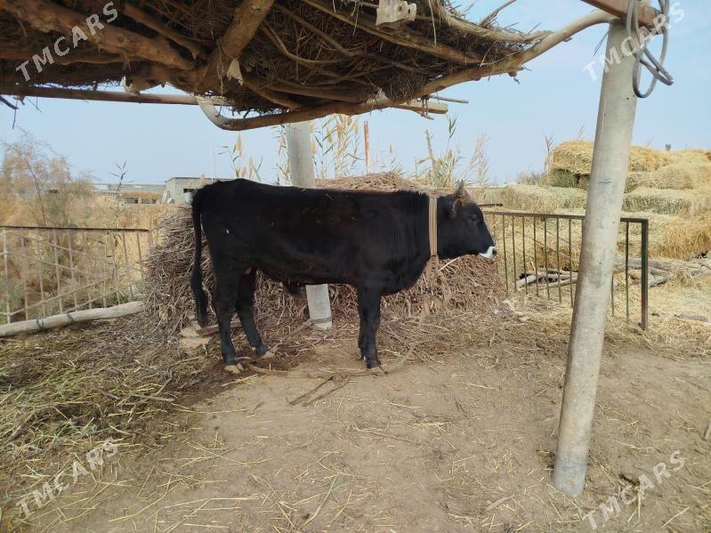 Öküz - Бабадайхан - img 3