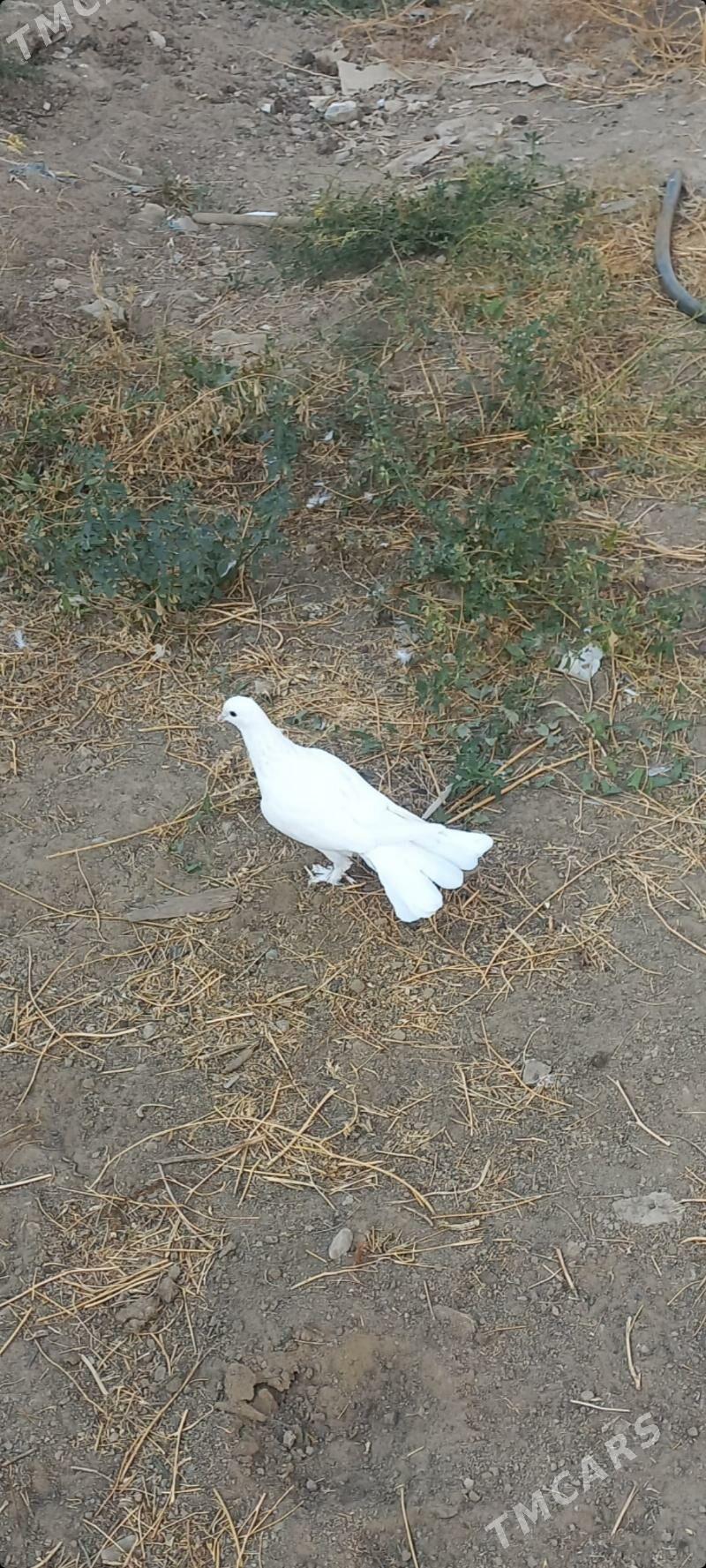 kepderi - Çoganly - img 2