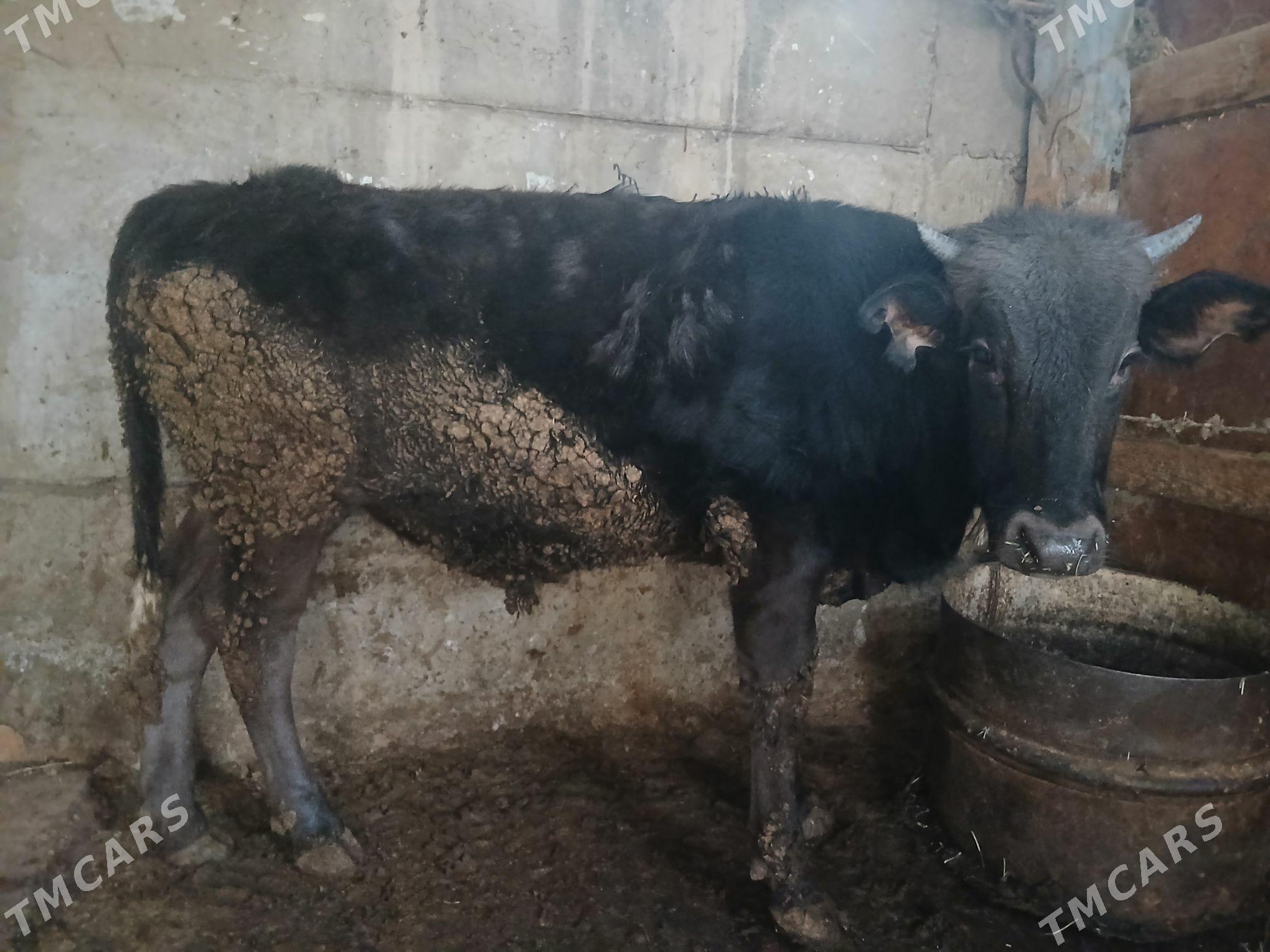 Öküz - Гызыларбат - img 1