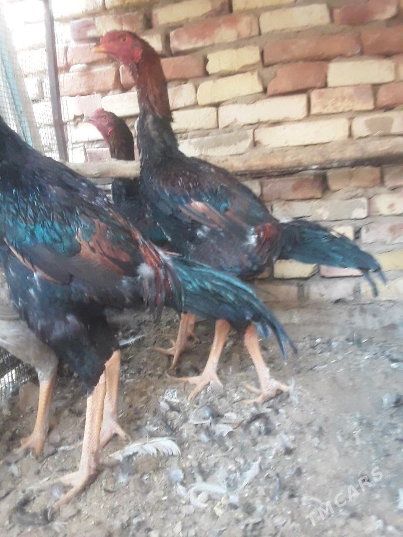 САКАЛ  ЖУЖЕ - Murgap - img 5