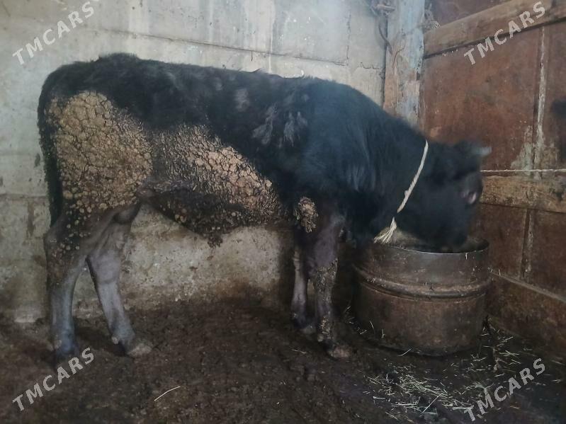 Öküz - Гызыларбат - img 2