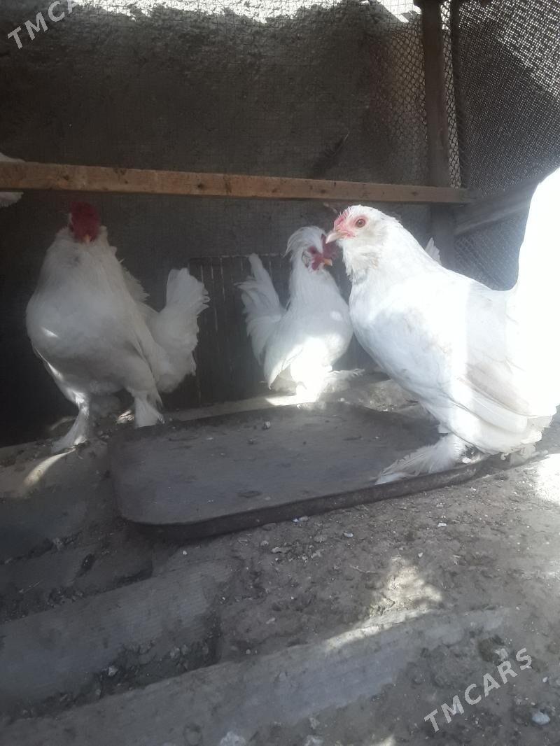 КАРЛИК. ХОРАЗ - Murgap - img 5