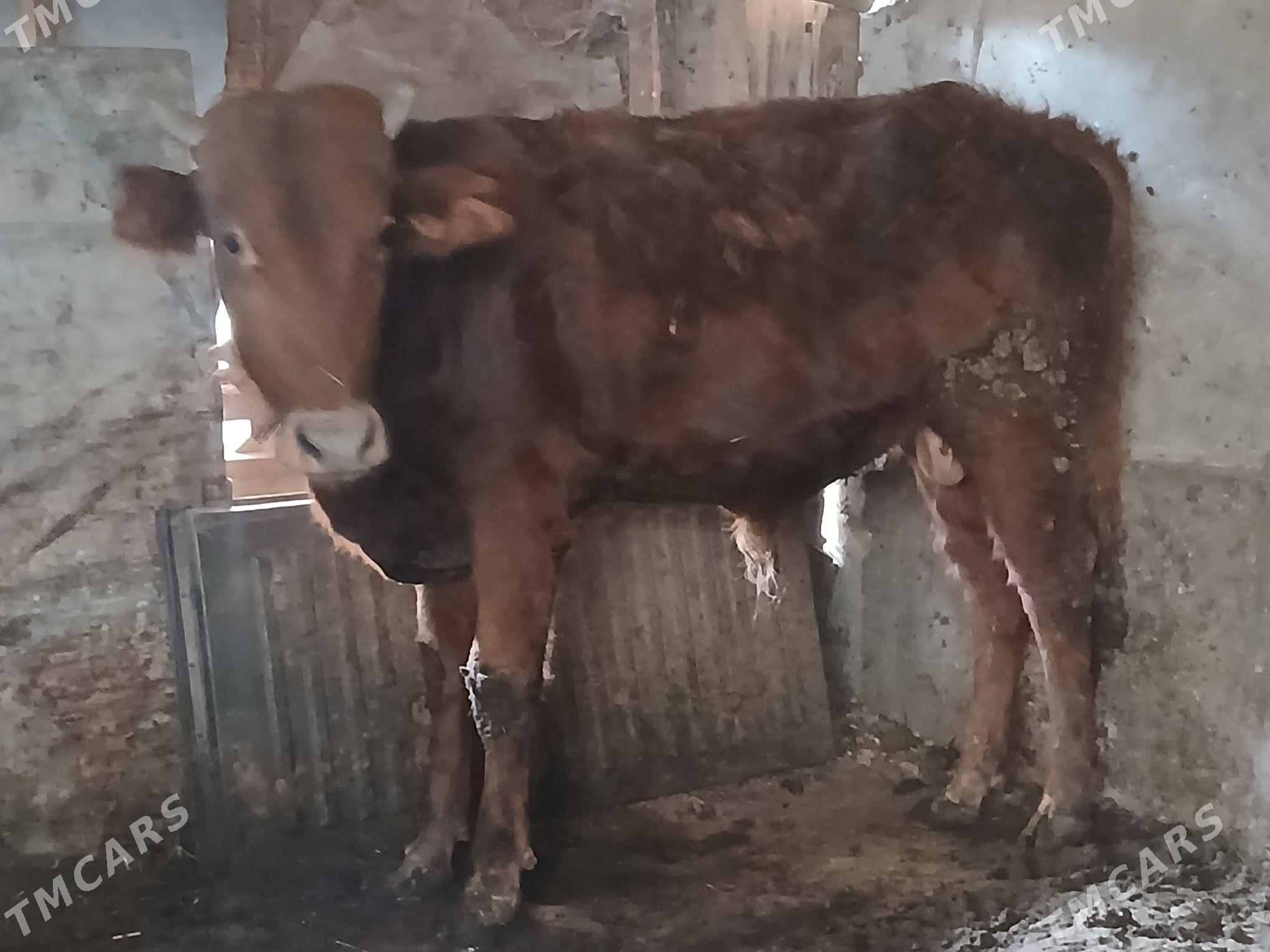 Öküz - Гызыларбат - img 4