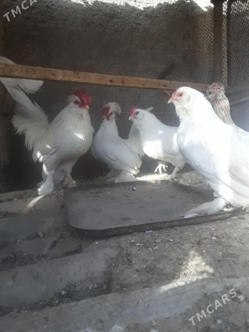 КАРЛИК. ХОРАЗ - Murgap - img 4