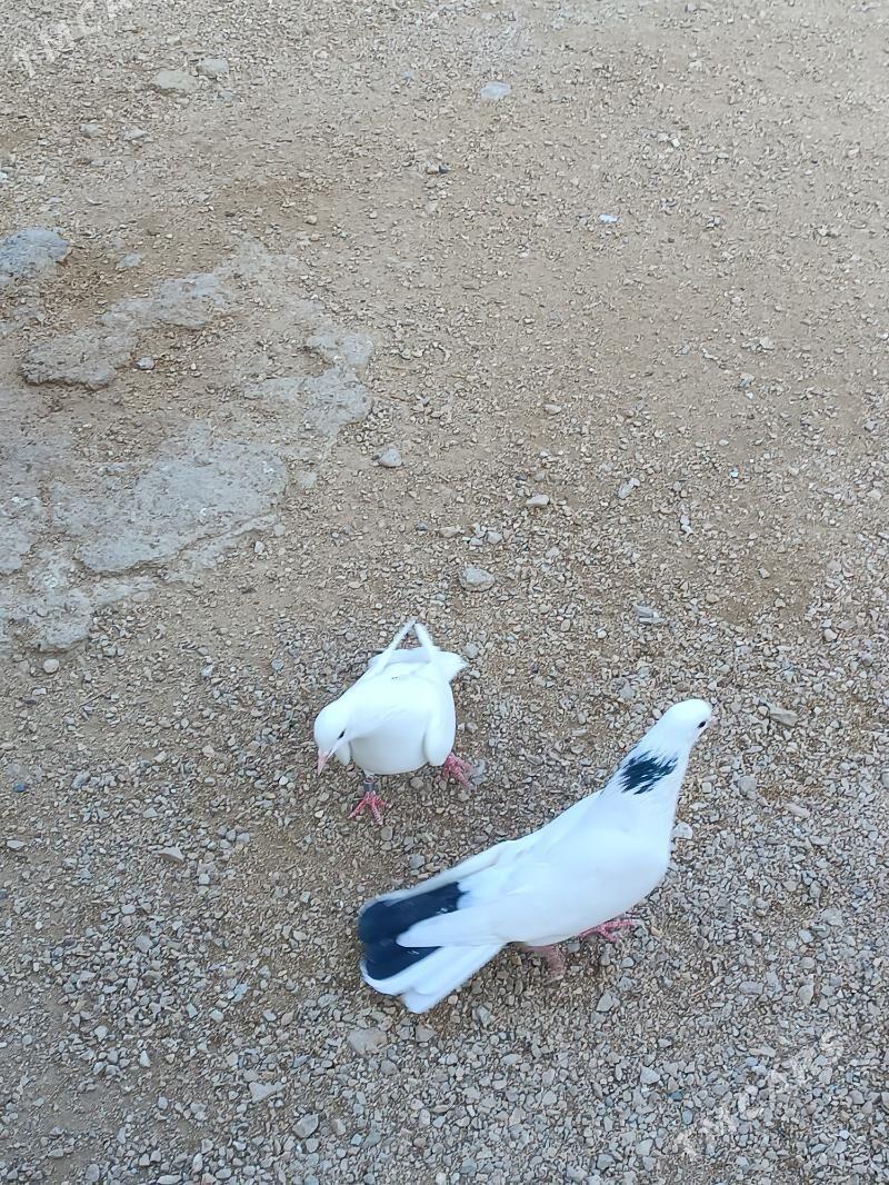 Kepderi - Balkanabat - img 5