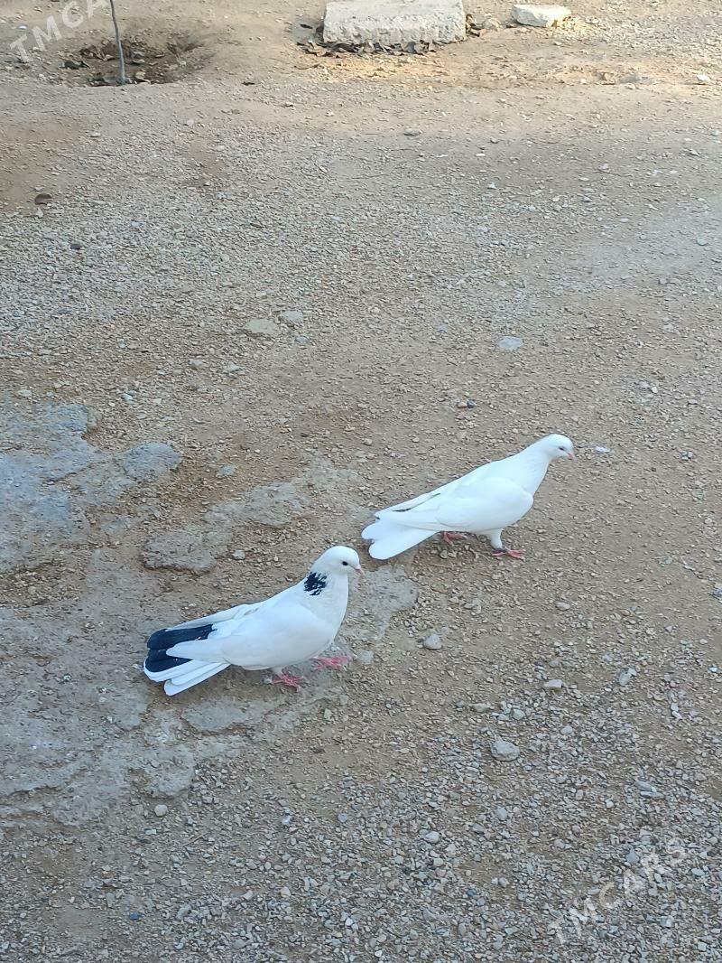 Kepderi - Balkanabat - img 2