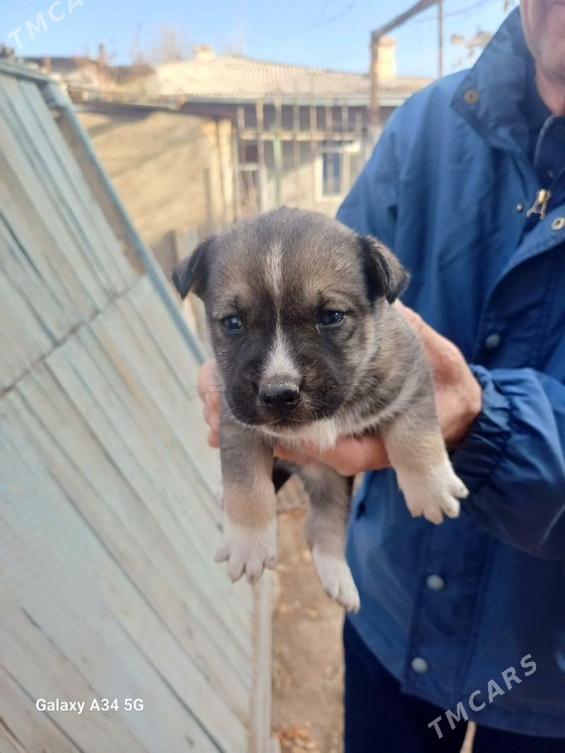 ЩЕНКИ - Daşoguz - img 1