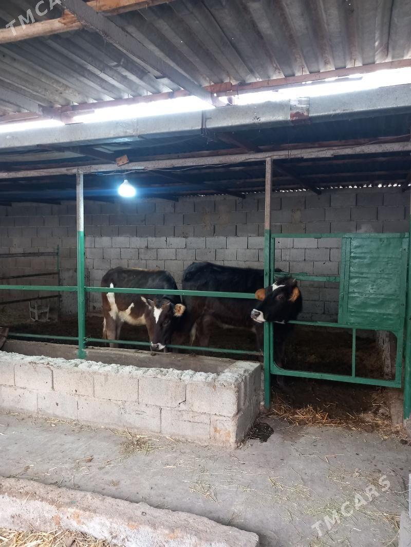 tohm twe - Aşgabat - img 2