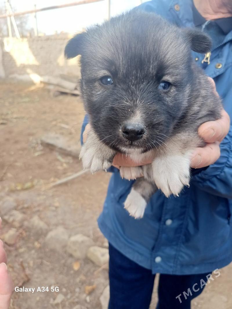 ЩЕНКИ - Daşoguz - img 4