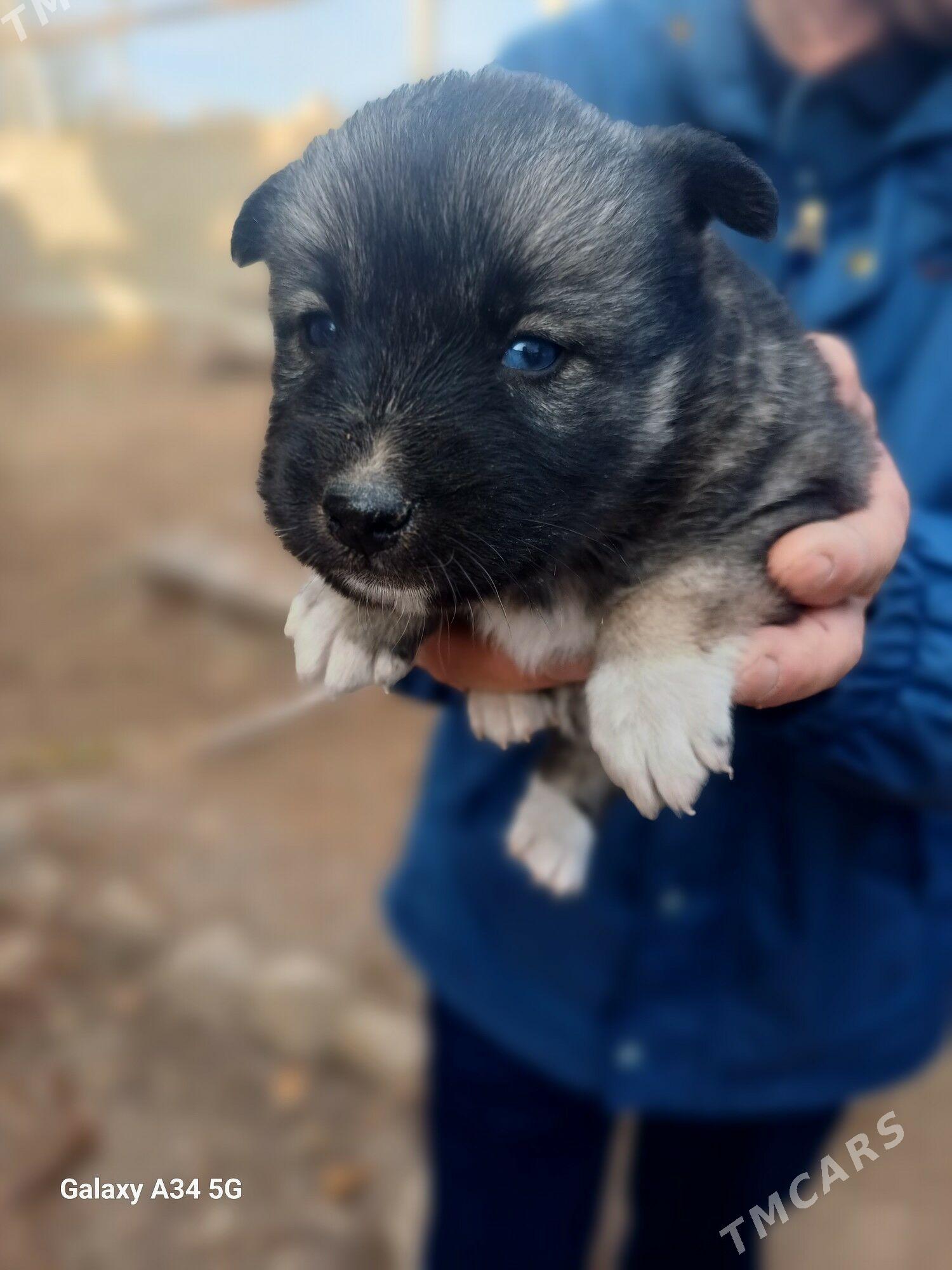 ЩЕНКИ - Daşoguz - img 3