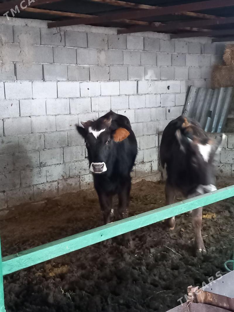 tohm twe - Aşgabat - img 4