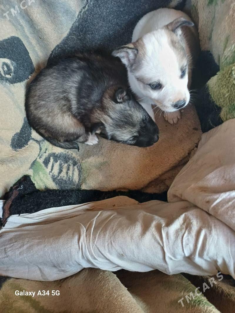 ЩЕНКИ - Daşoguz - img 2