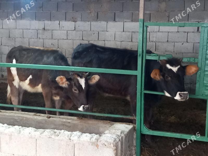 tohm twe - Aşgabat - img 3