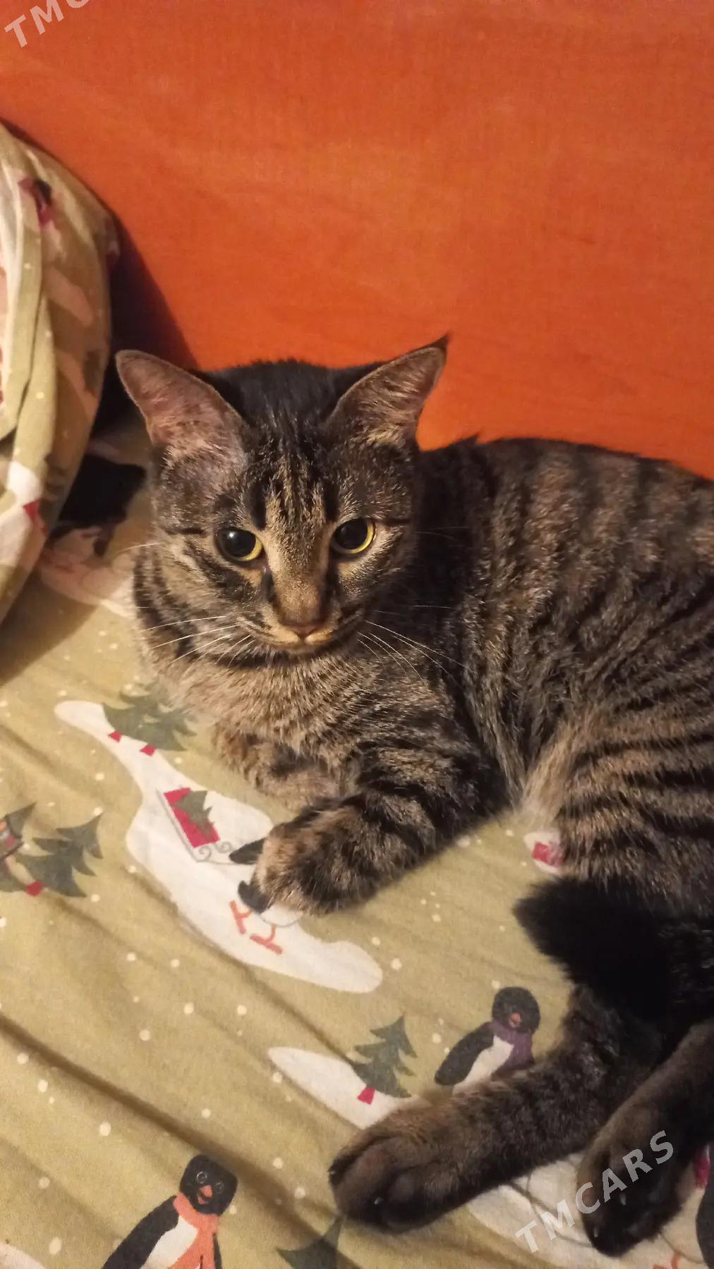 Пропала кошка - Туркменабат - img 4