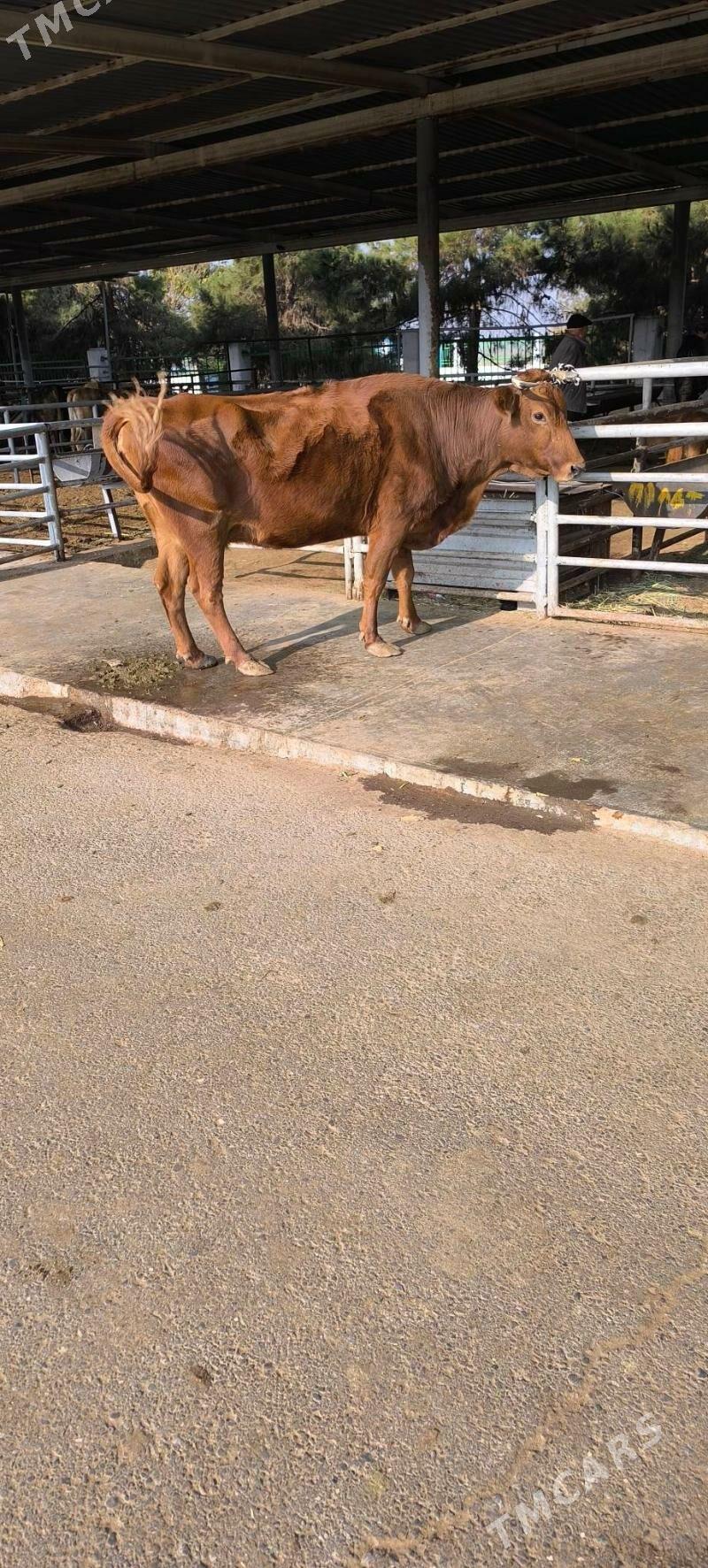 BAKYLAN SYGYR - "Altyn Asyr" Gündogar bazary (Jygyllyk) - img 1