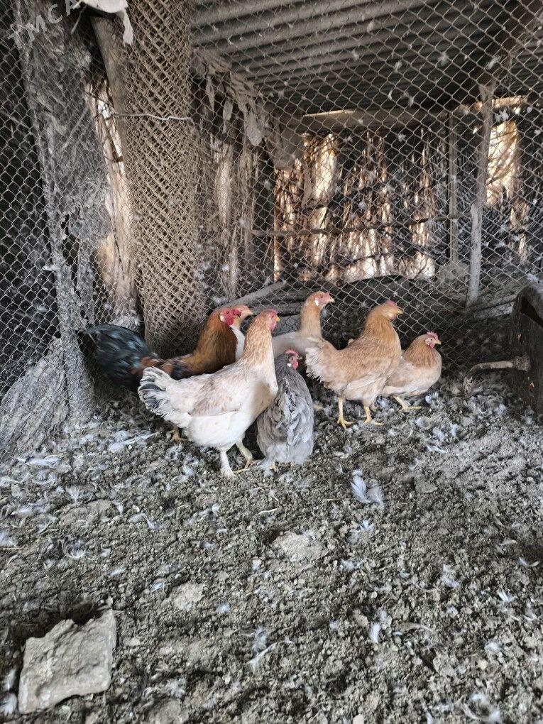 towuk - Baýramaly - img 2