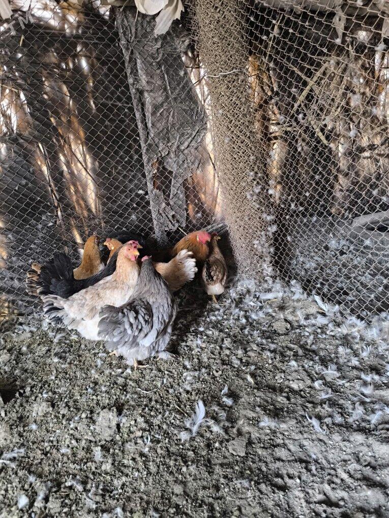 towuk - Baýramaly - img 3